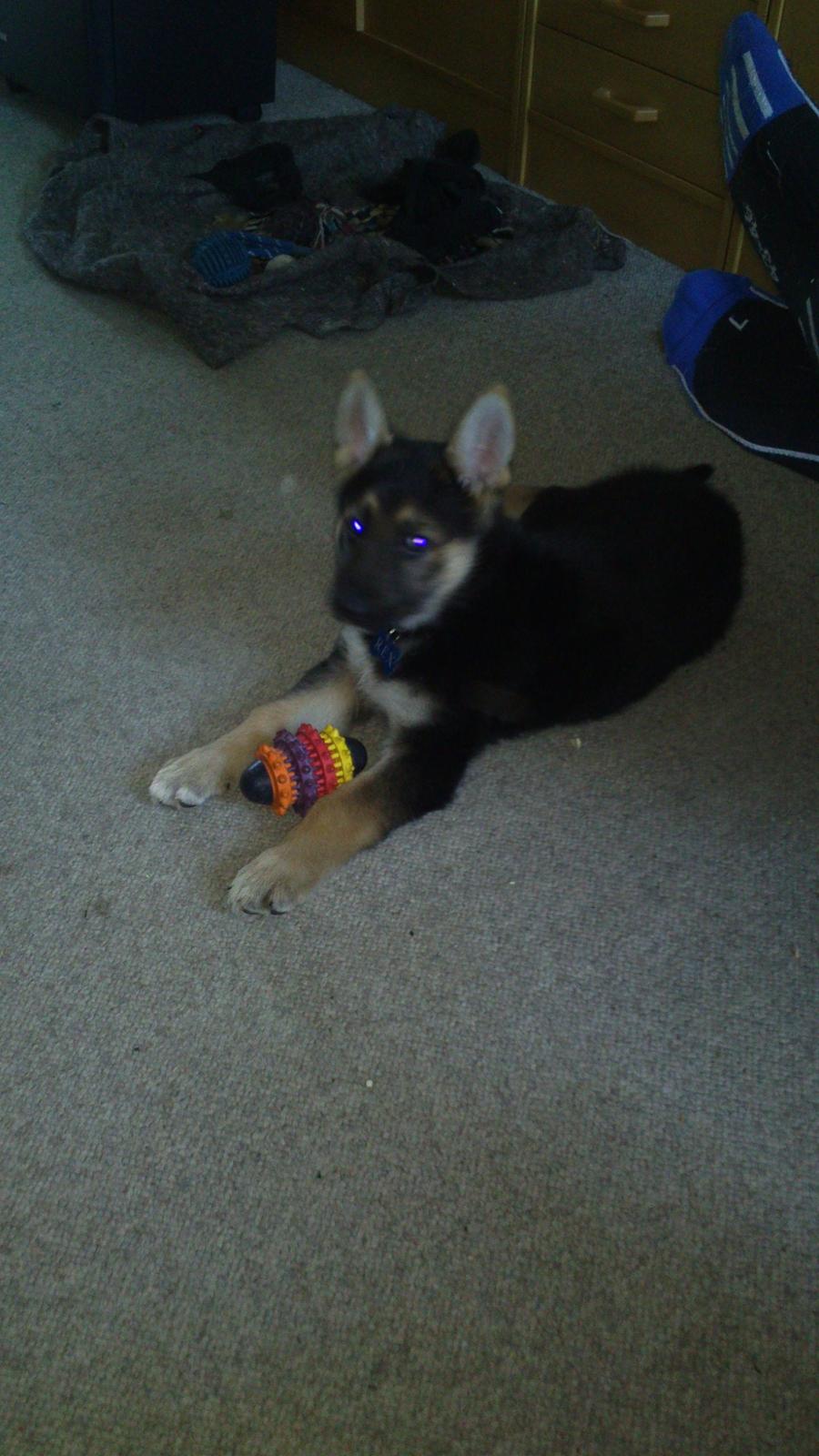 Schæferhund Rex billede 8