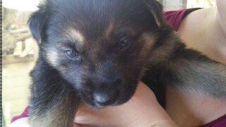 Schæferhund Rex billede 6