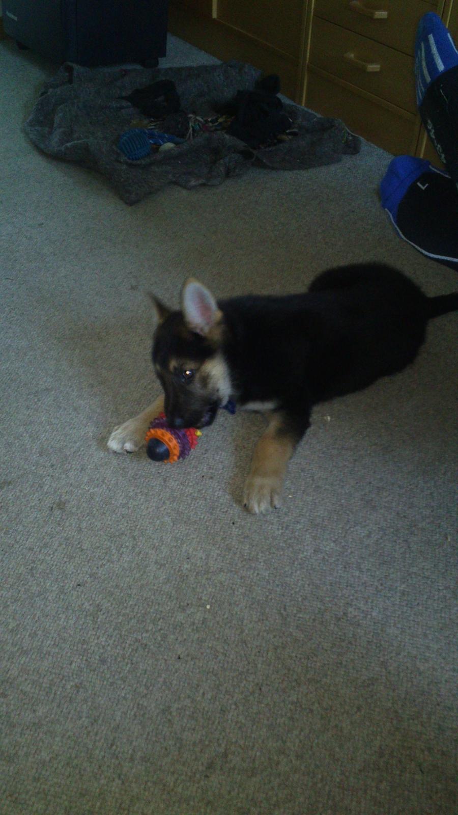 Schæferhund Rex billede 9