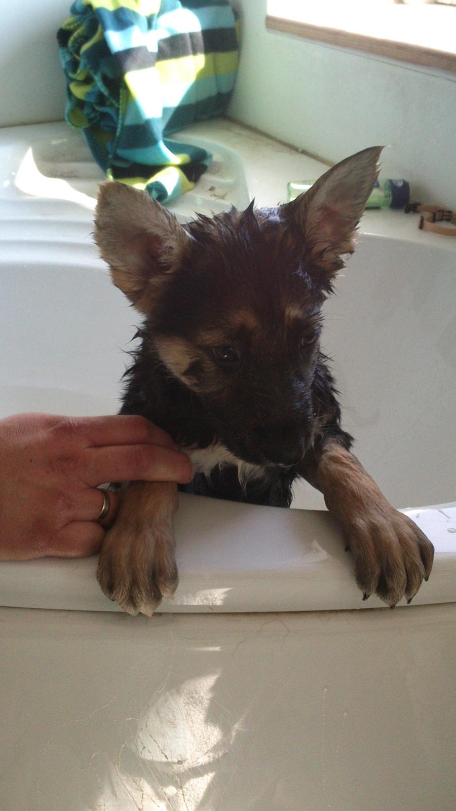 Schæferhund Rex billede 10