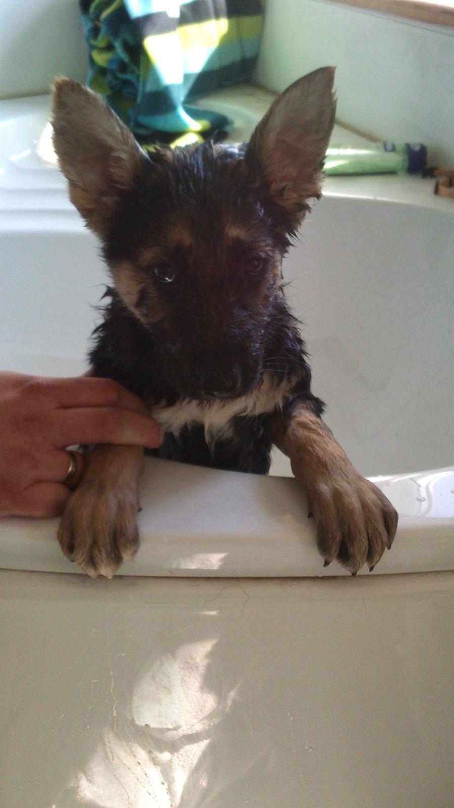 Schæferhund Rex billede 11