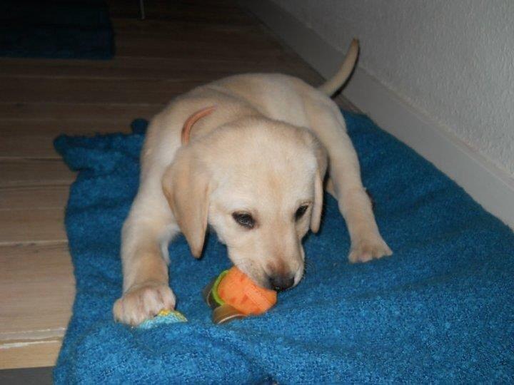 Labrador retriever Coda billede 1