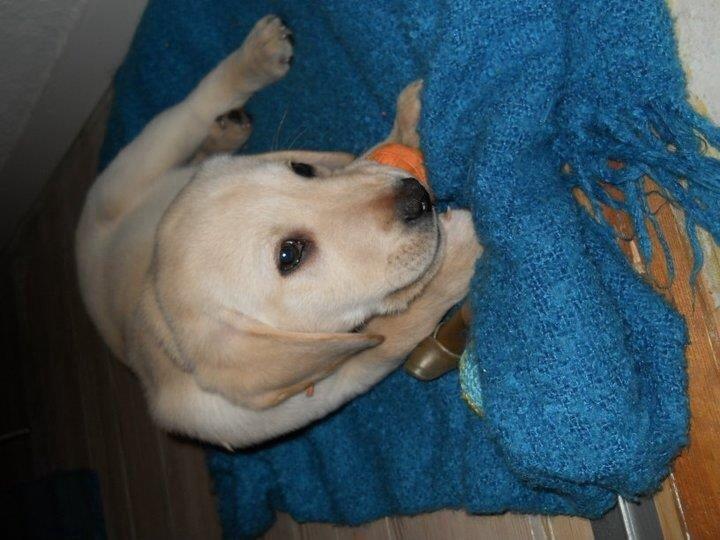 Labrador retriever Coda billede 2