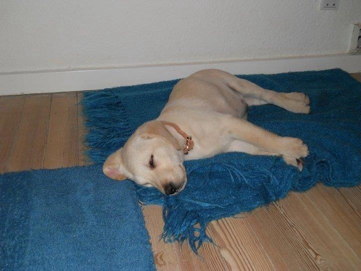 Labrador retriever Coda billede 3