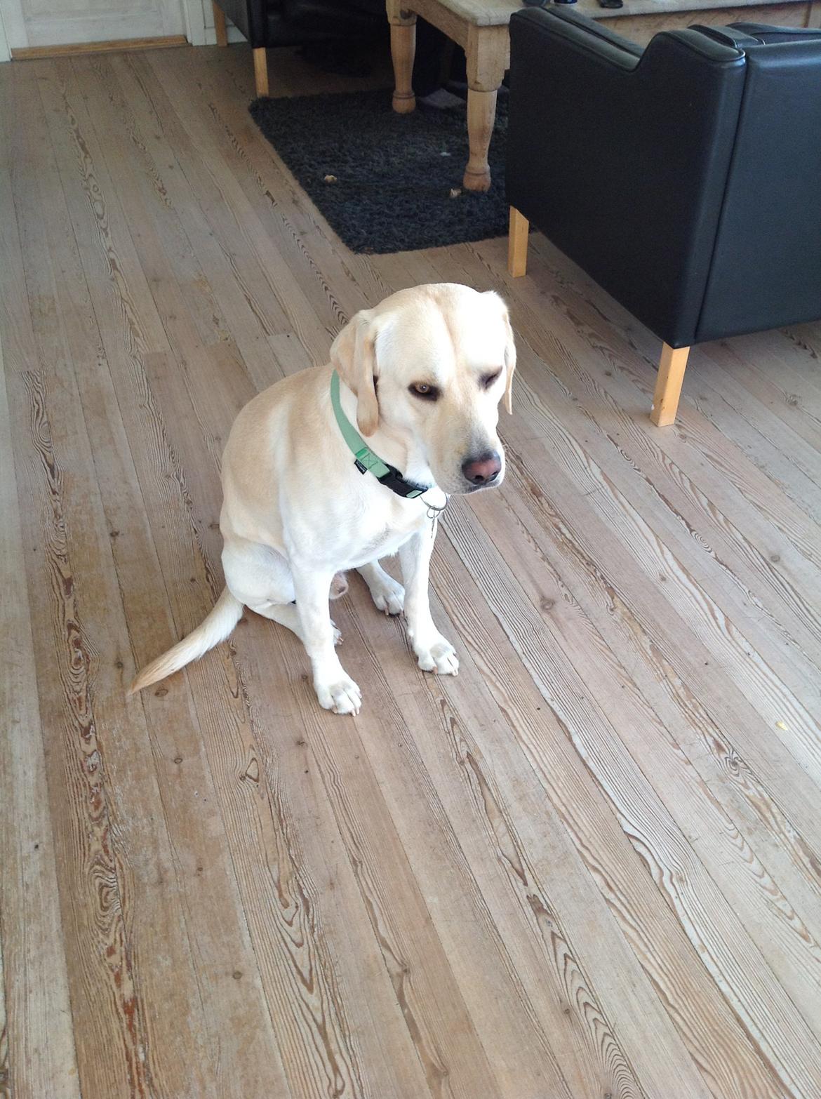 Labrador retriever Coda billede 4