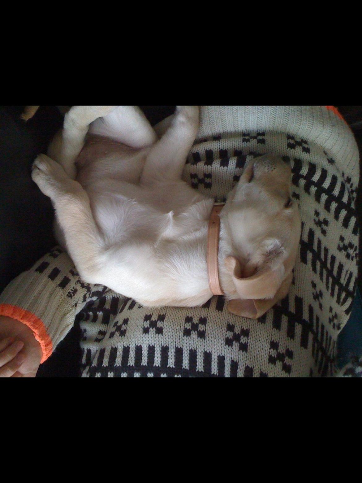 Labrador retriever Coda billede 5