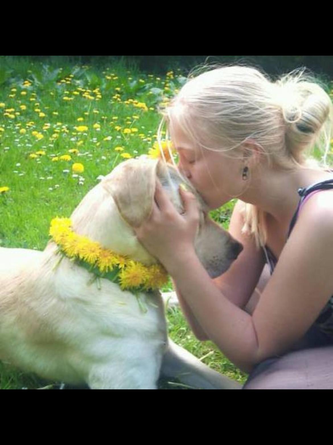 Labrador retriever Coda billede 6