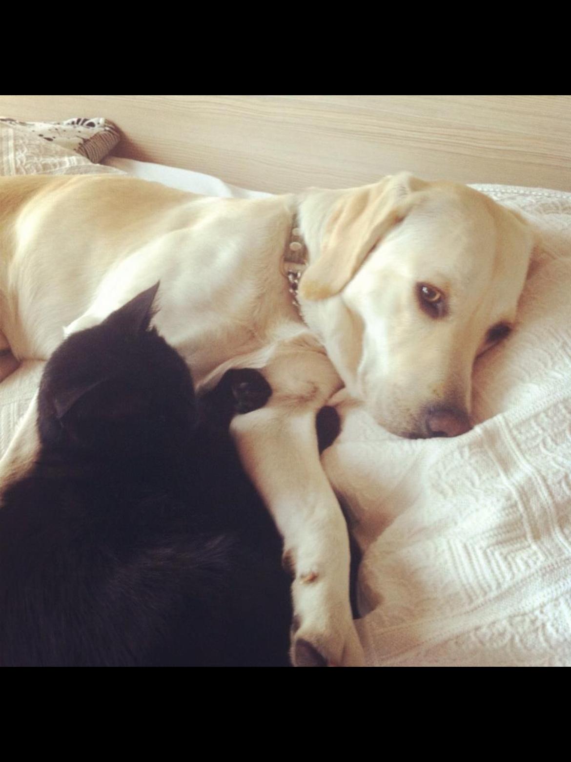 Labrador retriever Coda billede 7