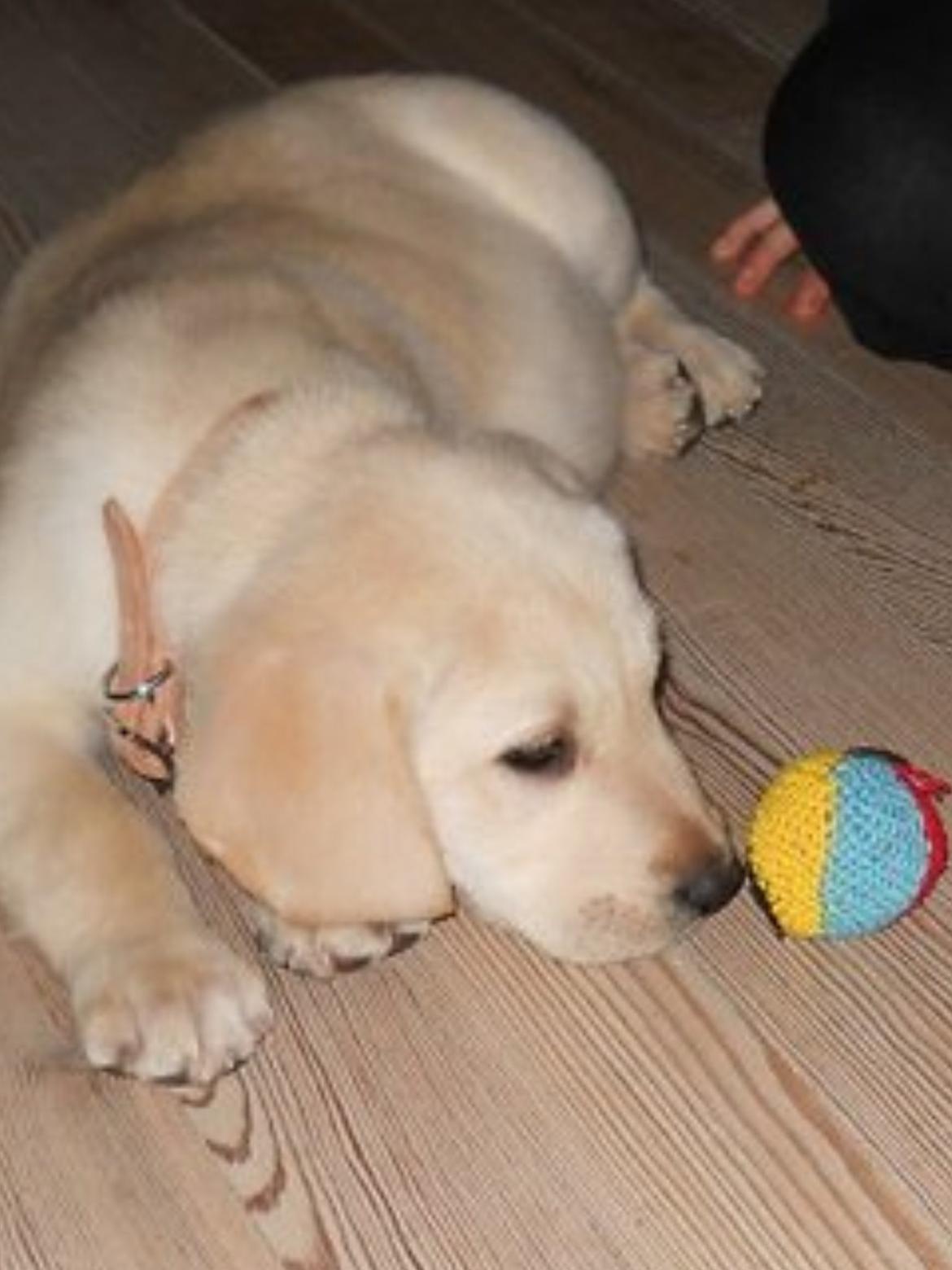 Labrador retriever Coda billede 8