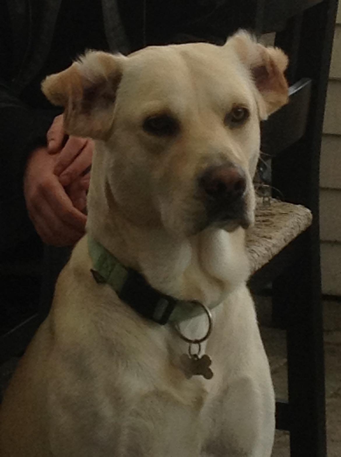 Labrador retriever Coda billede 10