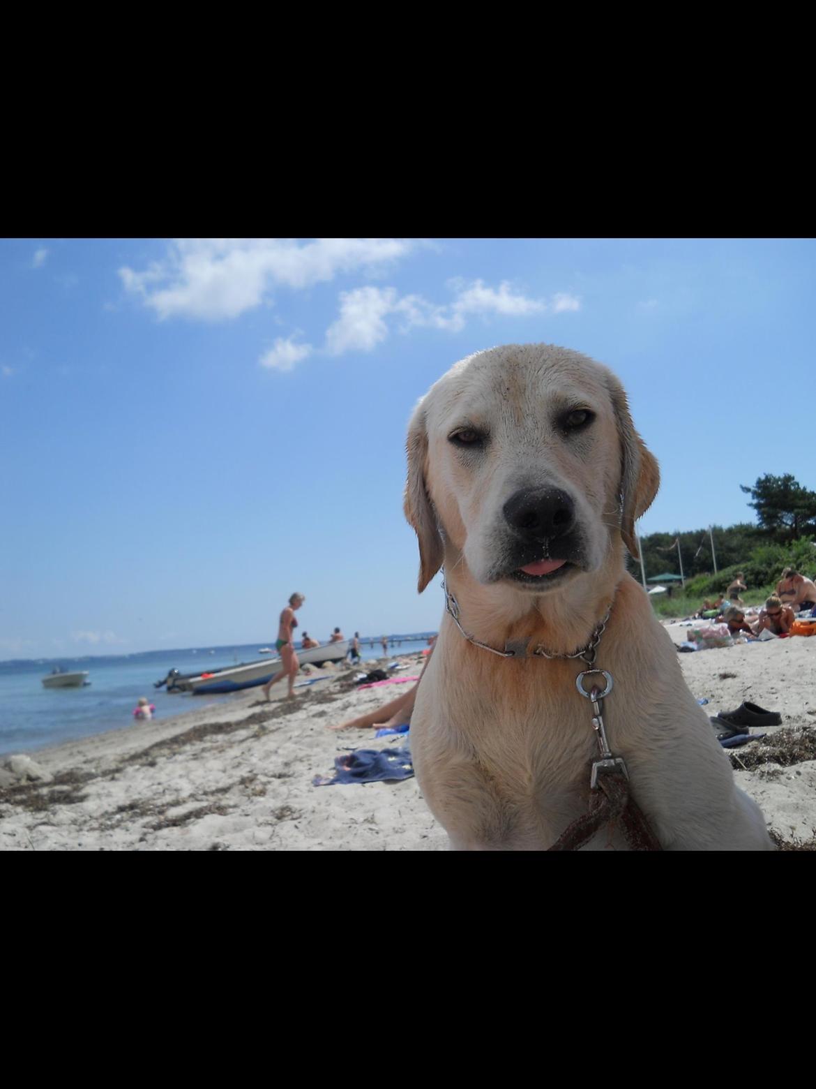 Labrador retriever Coda billede 9