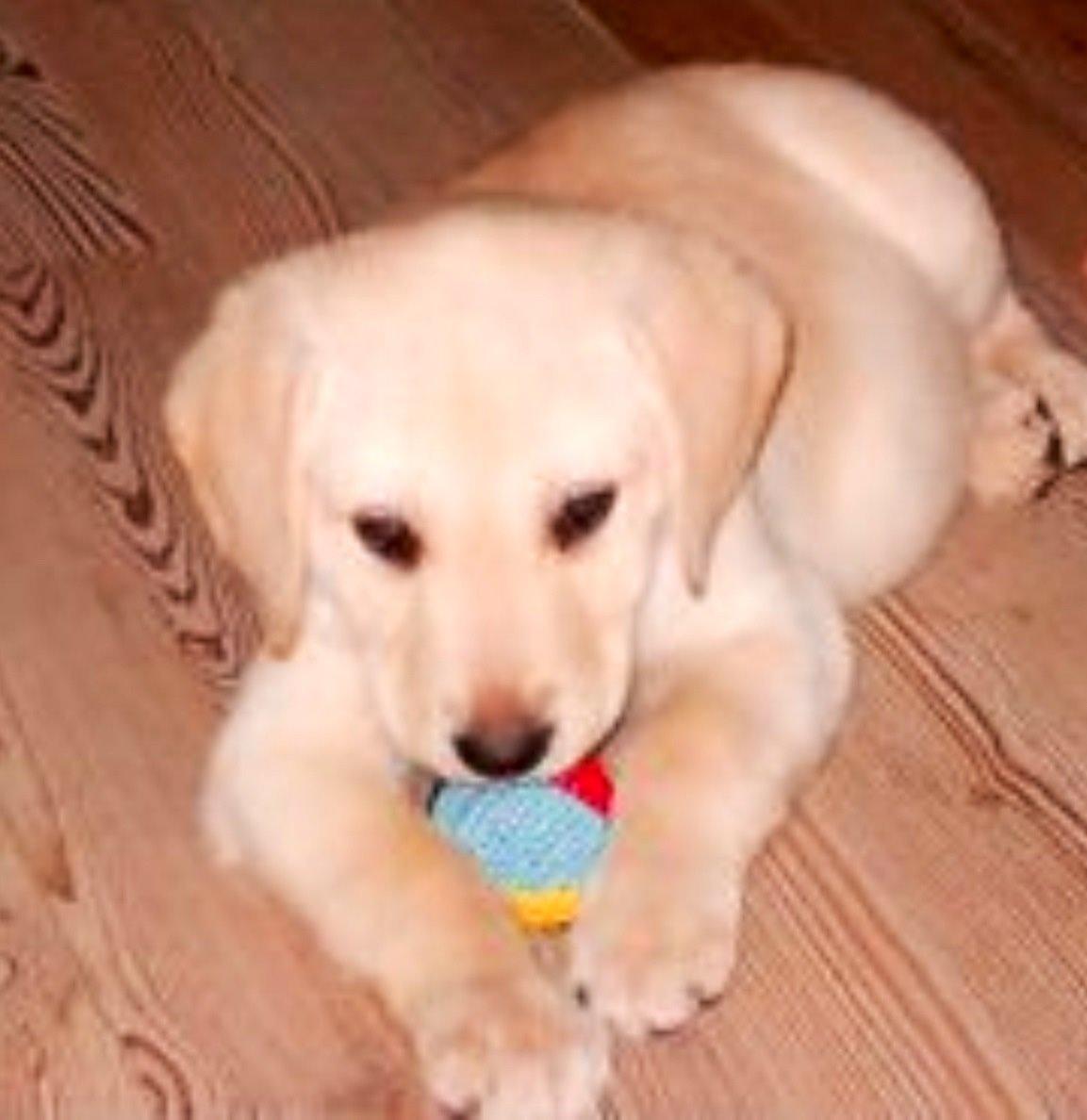 Labrador retriever Coda billede 11