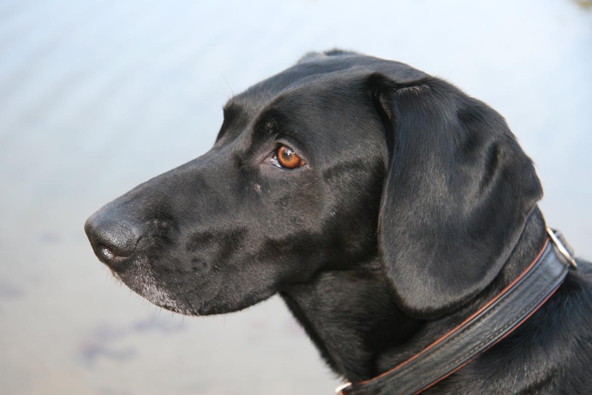 Blanding af racer Sille billede 13