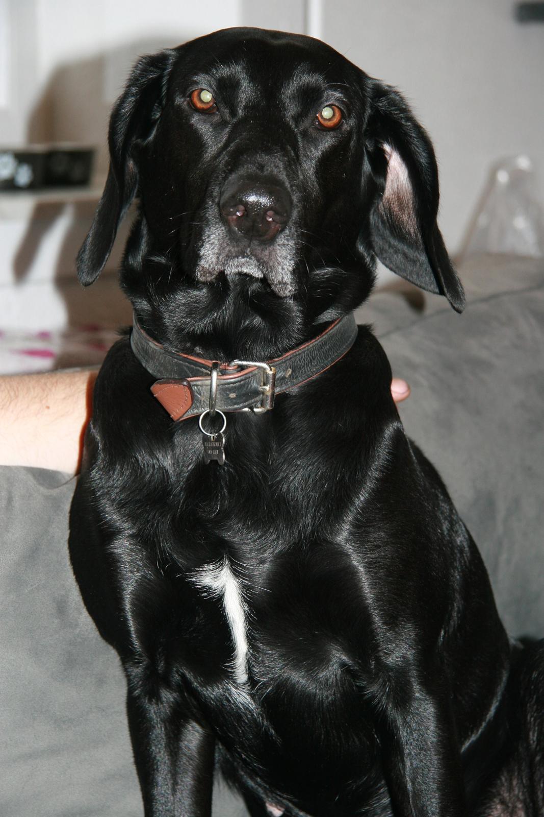 Blanding af racer Sille billede 14