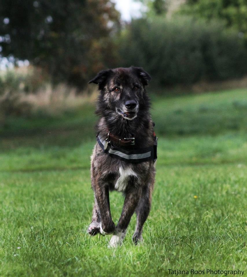 Blanding af racer Bearcu - Efter nogle måneder i Danmark <3 billede 1