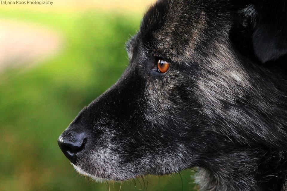 Blanding af racer Bearcu billede 2