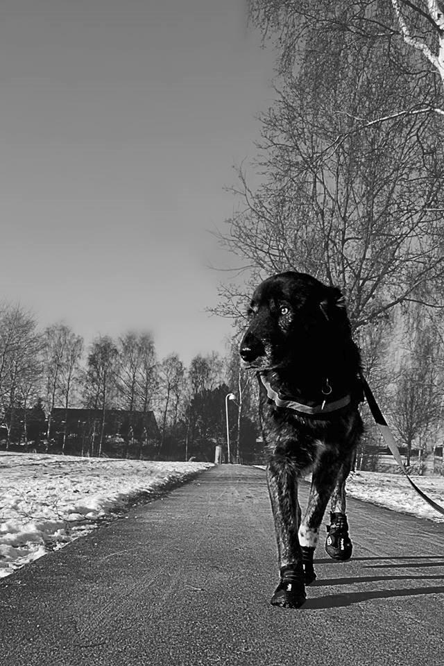 Blanding af racer Bearcu - Bearcu kan slet ikke klare kulde på poterne, så om vinteren har han sko på  billede 3