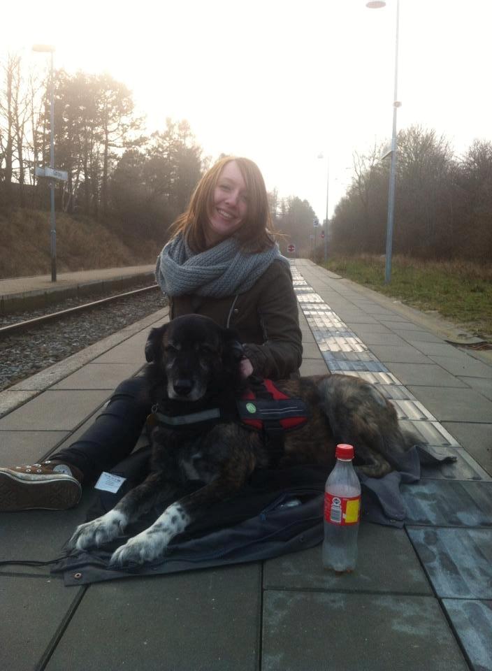 Blanding af racer Bearcu - Han syntes det er helt okay at komme lidt rundt omkring billede 4