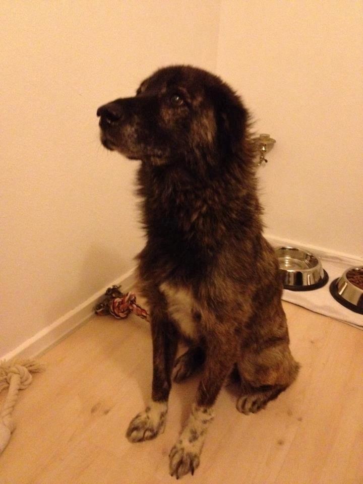 Blanding af racer Bearcu - Sådan så han ud da han ankom, lidt beskidt og tynd, men 100% rask og glad!  billede 5