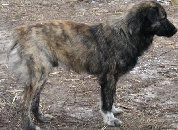 Blanding af racer Bearcu - Sådan så han ud i sine yngre dage som gadehund, han var jo en flot en med helt sort snude<3 billede 6