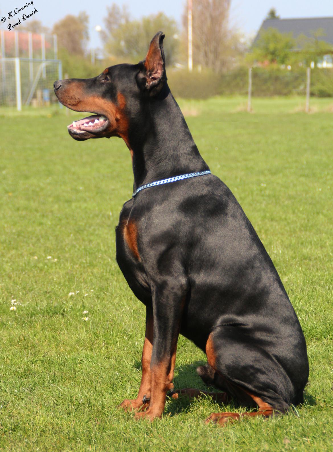 Dobermann LTJCH PLJW14 BALJW14 ROCH Tahi-Reme Jedi - 9 mdr billede 22