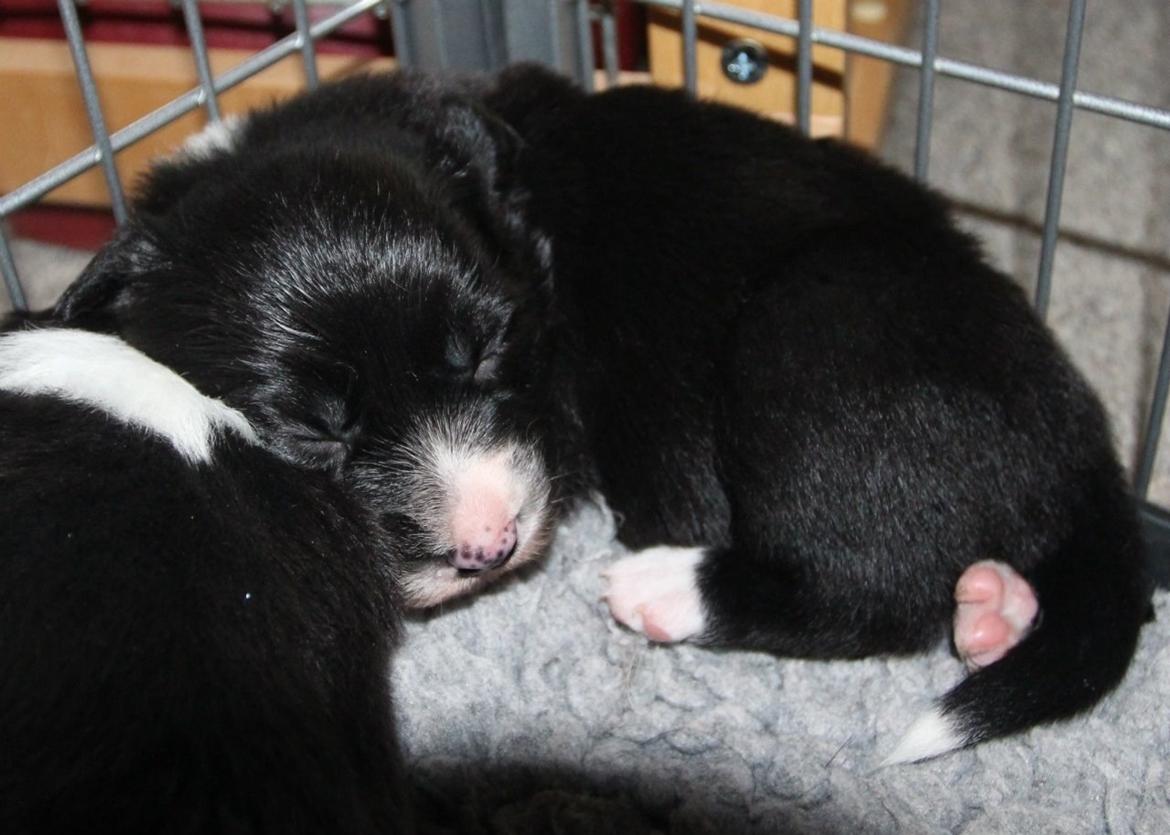 Border collie Panda - Det er hårdt at være lille billede 24