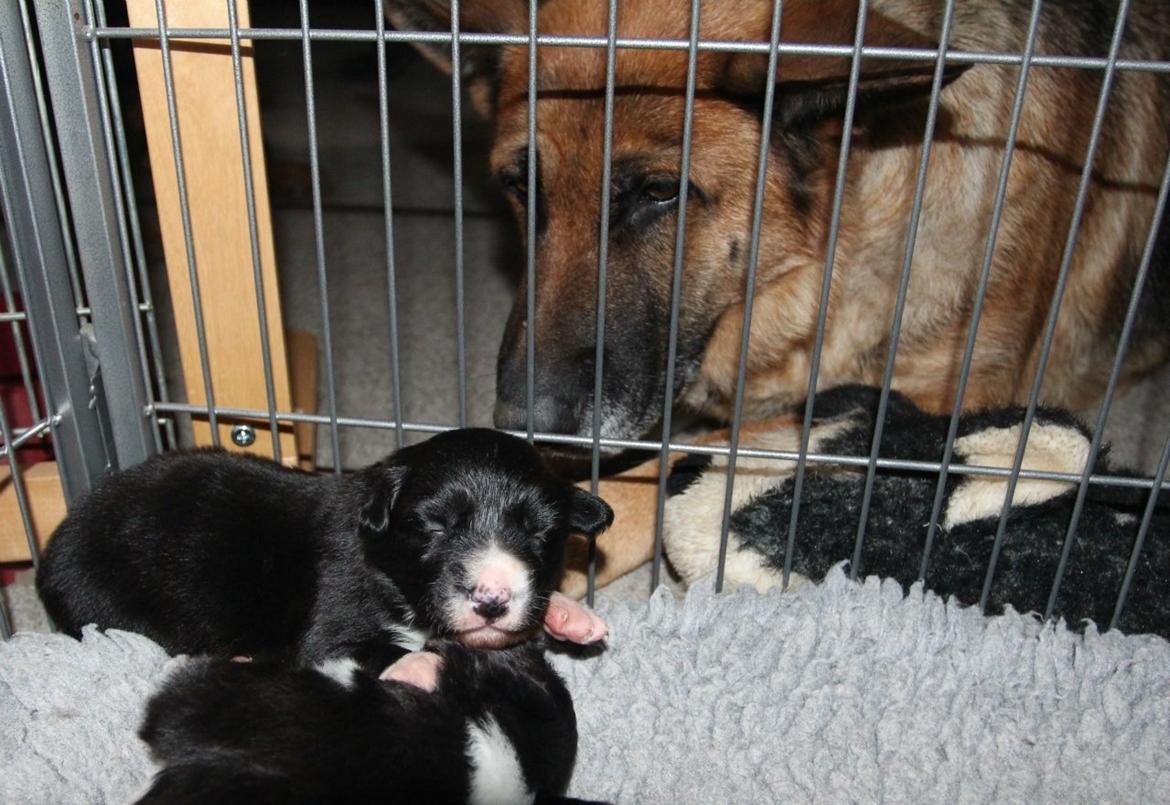 Border collie Panda - Panda og opdrætters schæfer Holly billede 26