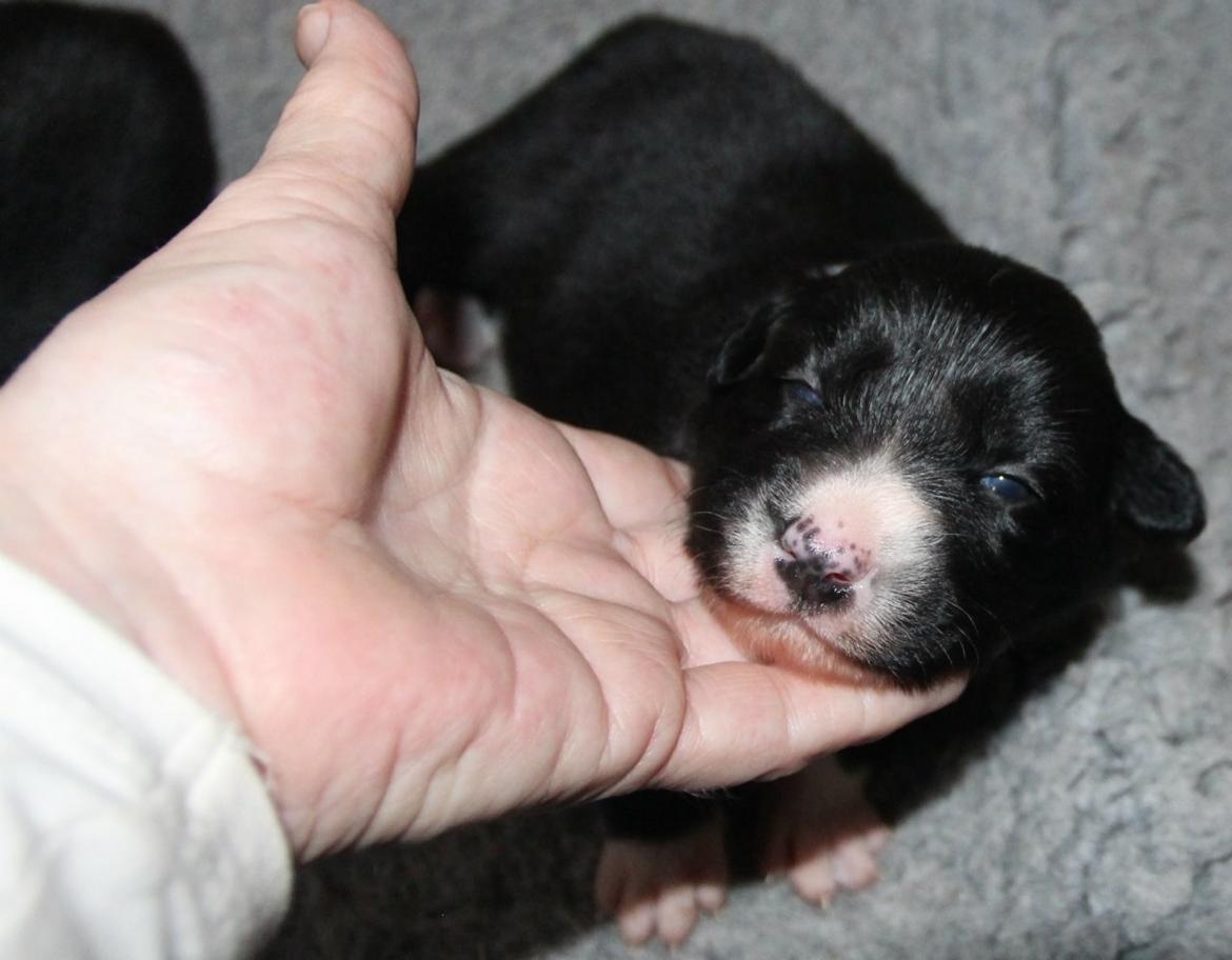 Border collie Panda - Panda 2 uger billede 23