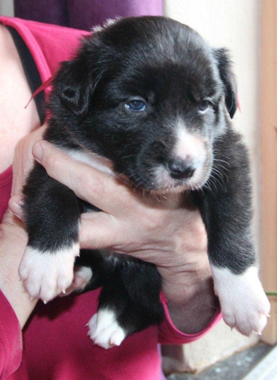 Border collie Panda - Panda 3 uger billede 19
