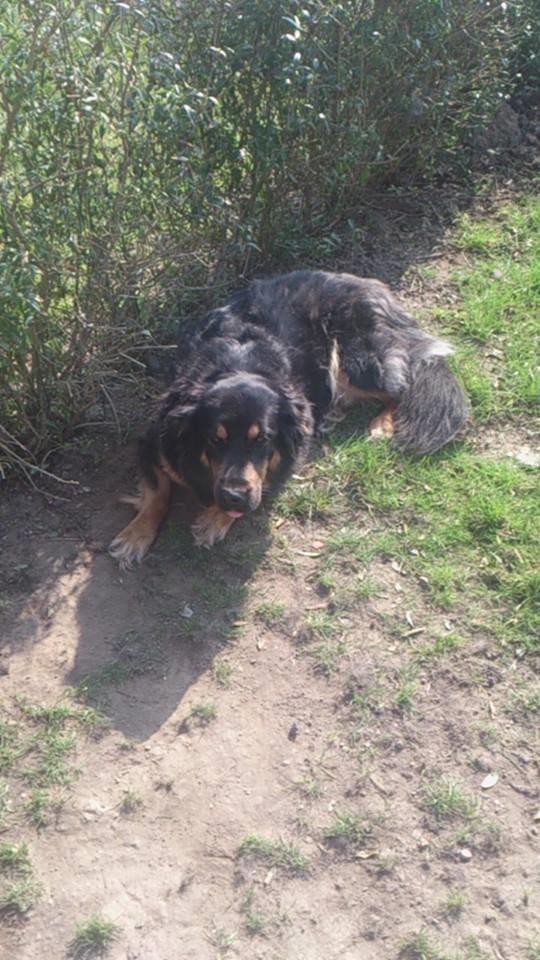 Blanding af racer Aleu billede 12