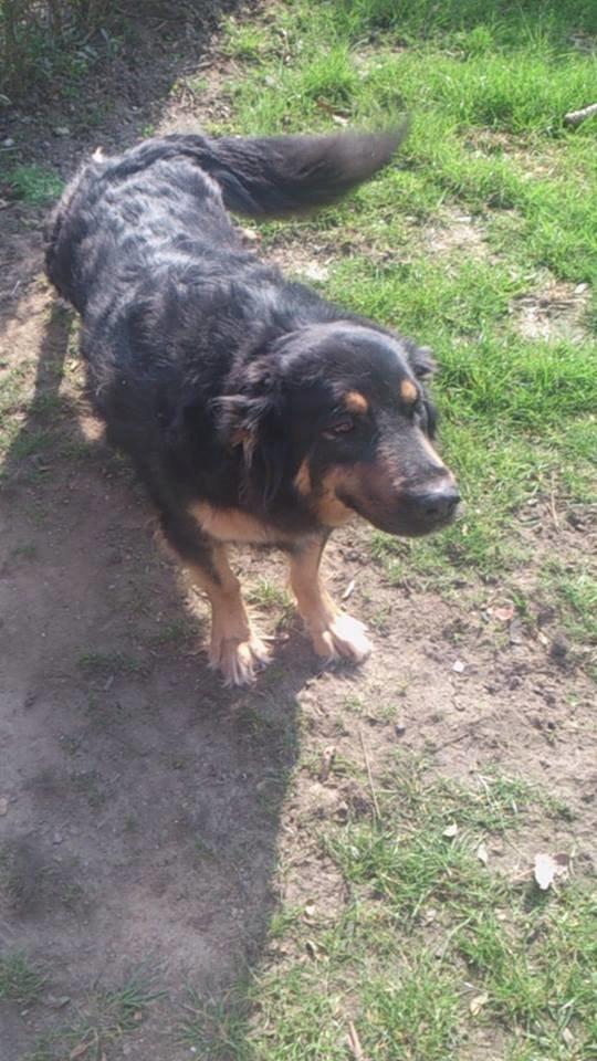 Blanding af racer Aleu billede 13