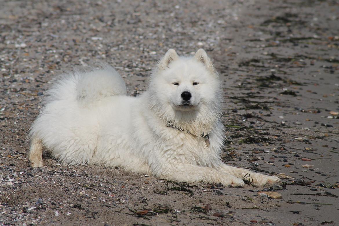 Samojedhund Bamse billede 13