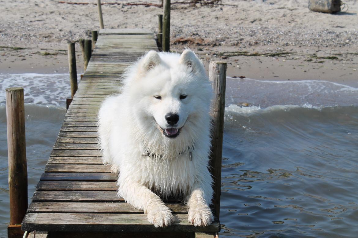 Samojedhund Bamse billede 17