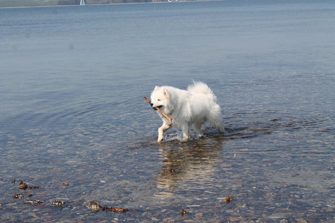 Samojedhund Bamse billede 15