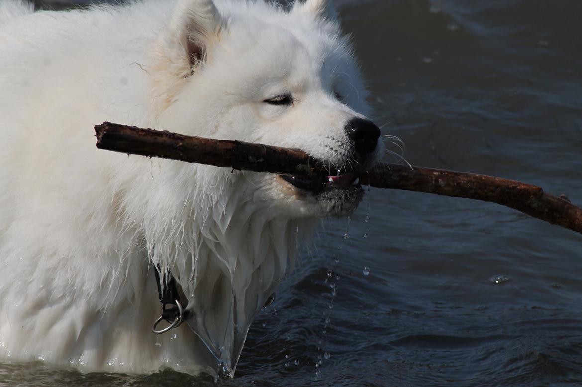 Samojedhund Bamse billede 19