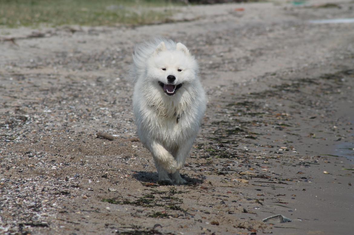 Samojedhund Bamse billede 20