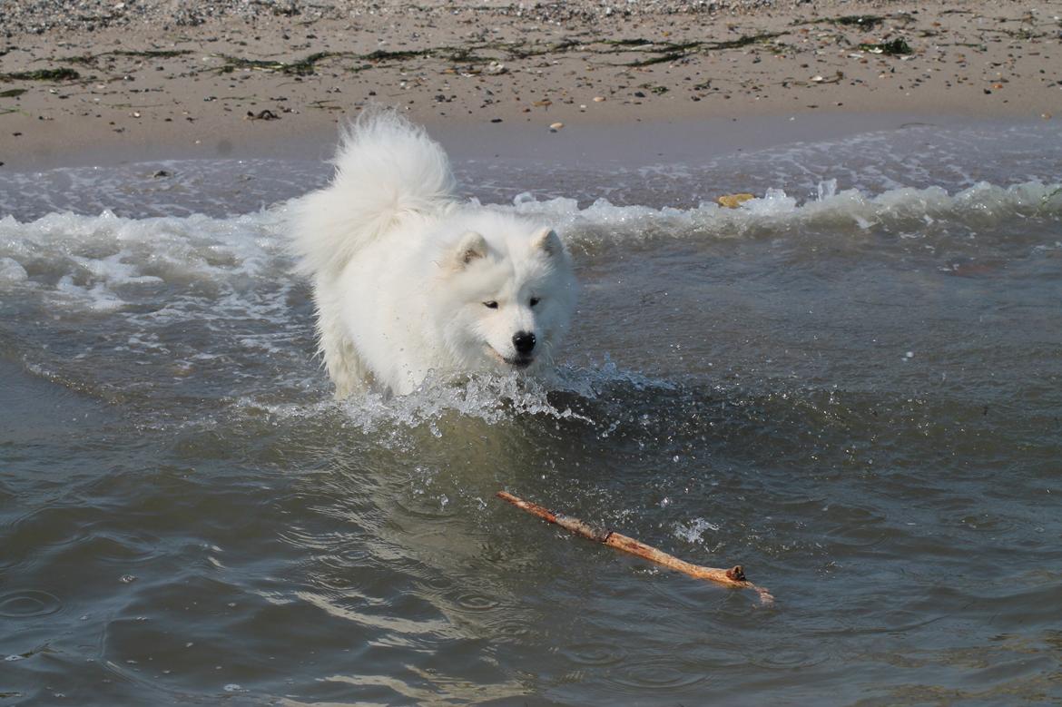 Samojedhund Bamse billede 18