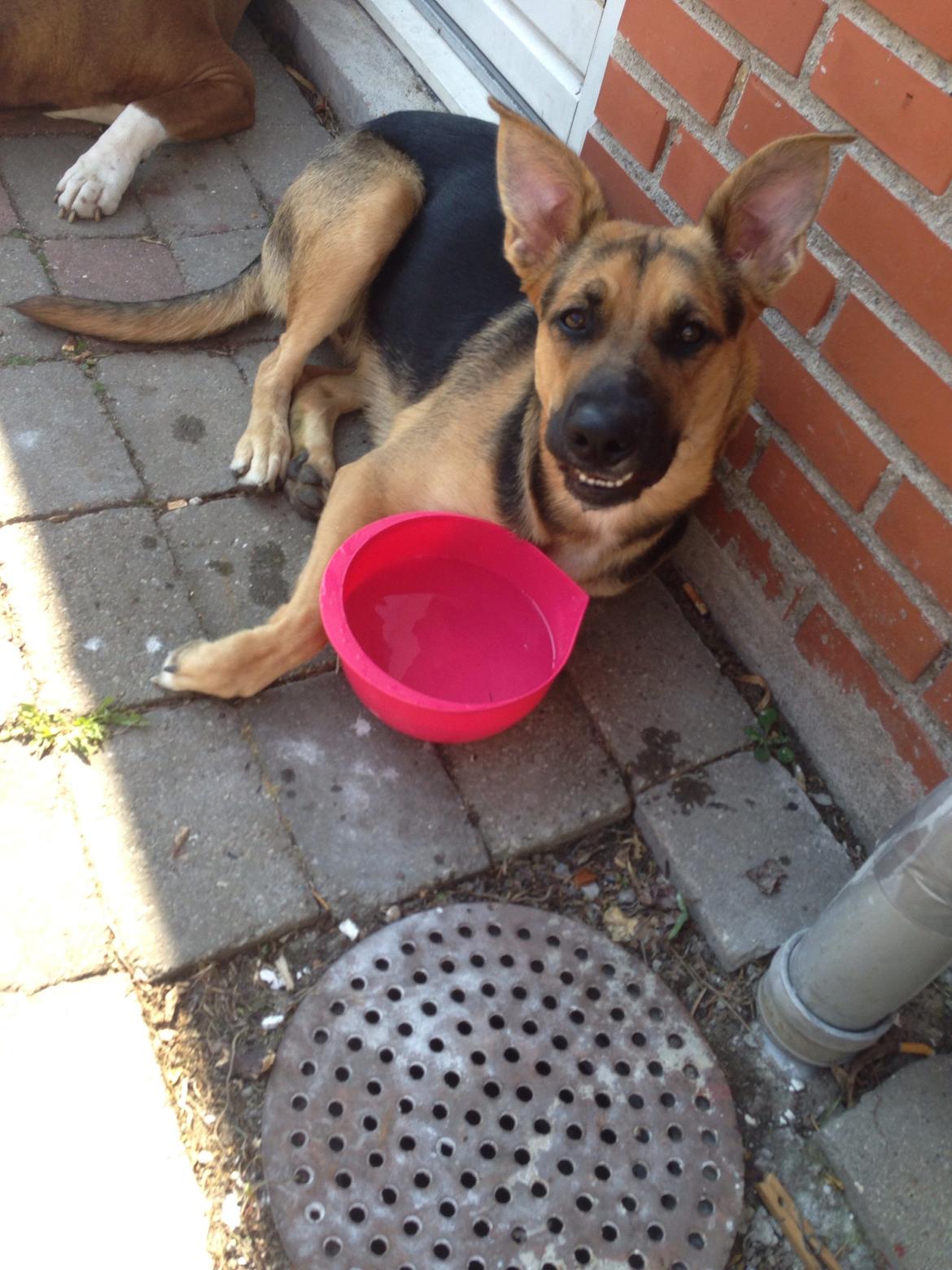 Blanding af racer Candie schæfer bland. billede 12