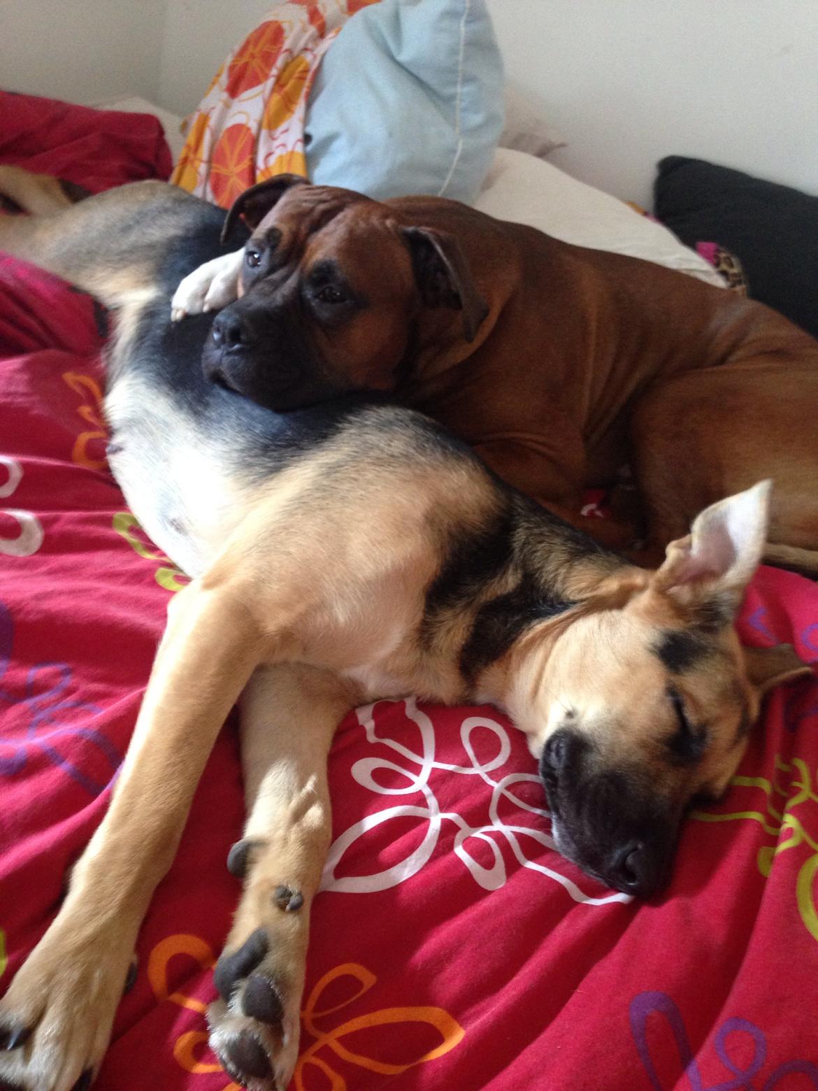 Blanding af racer Candie schæfer bland. billede 13