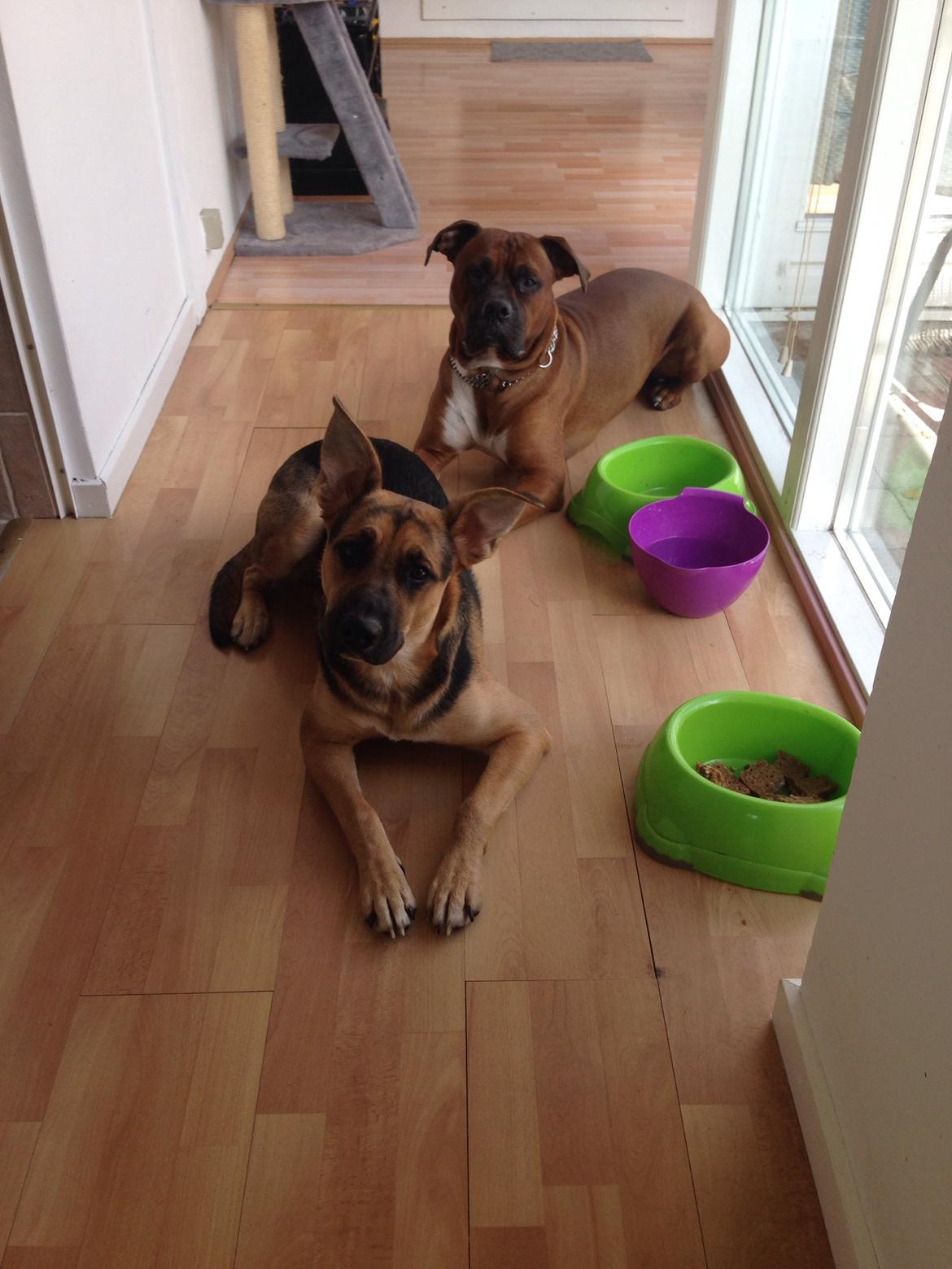 Blanding af racer Candie schæfer bland. billede 14