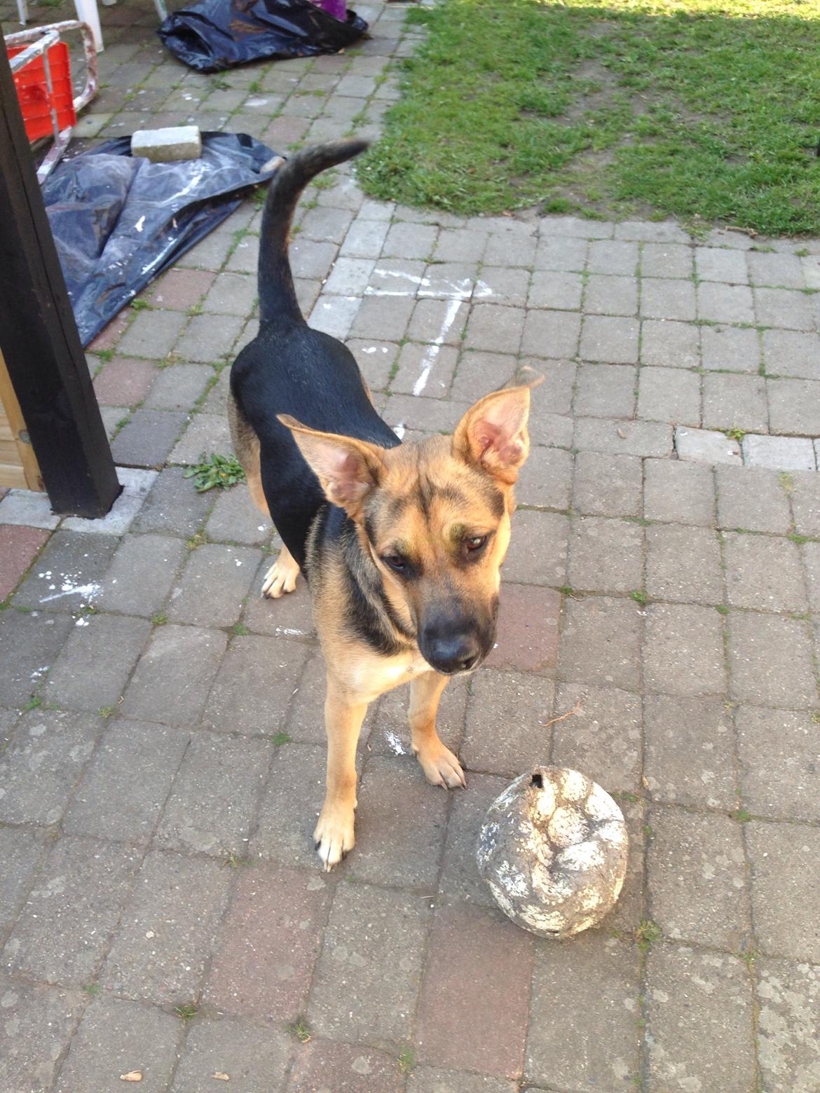 Blanding af racer Candie schæfer bland. billede 15