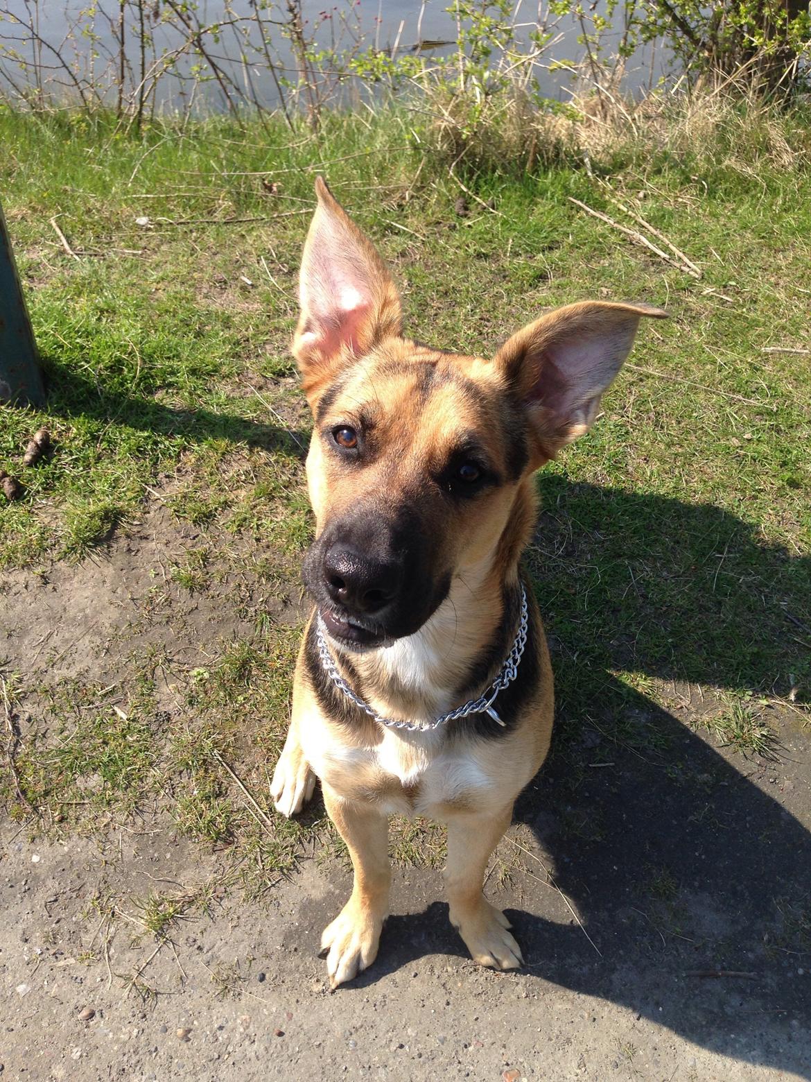 Blanding af racer Candie schæfer bland. billede 16