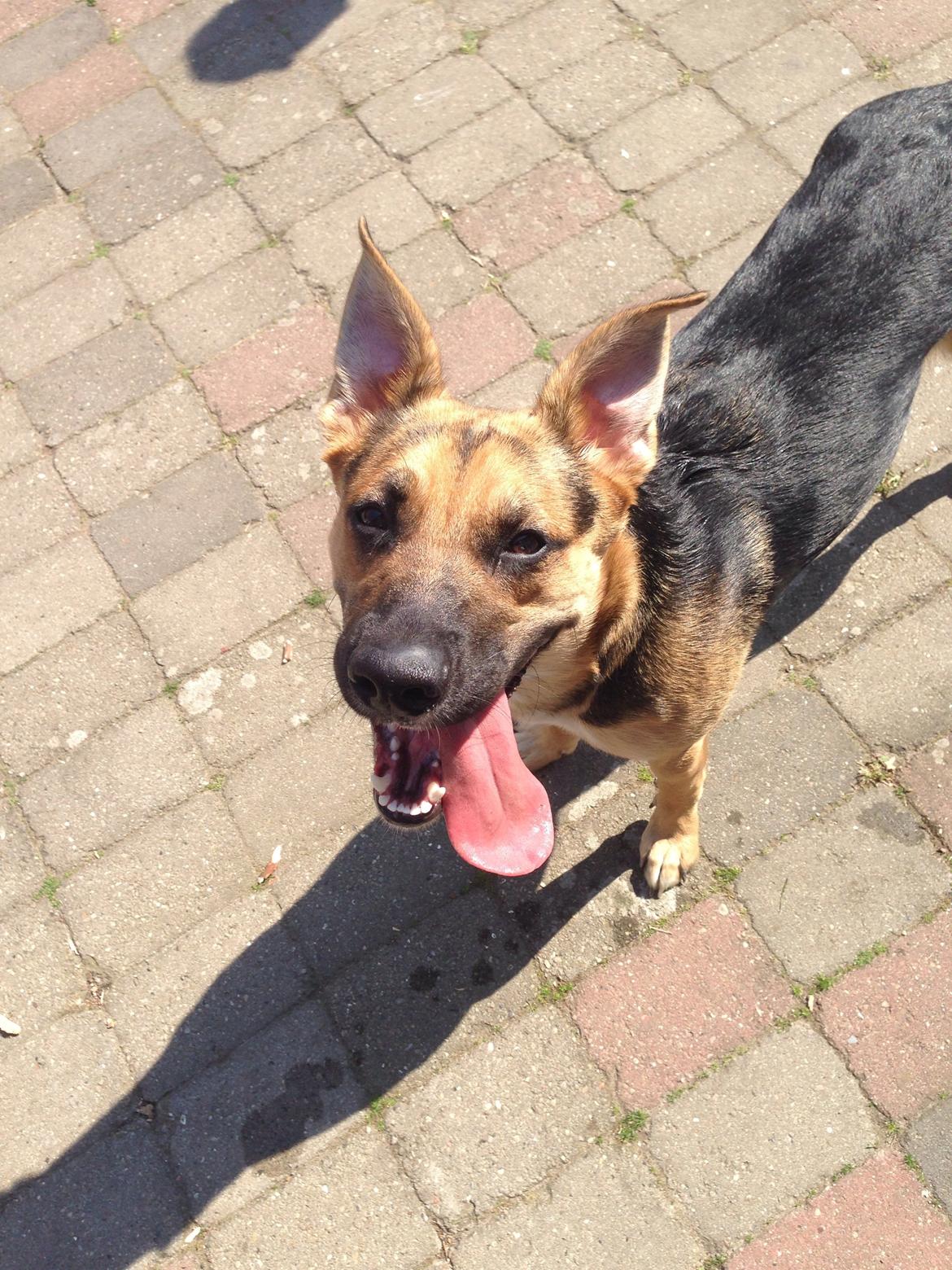 Blanding af racer Candie schæfer bland. billede 17