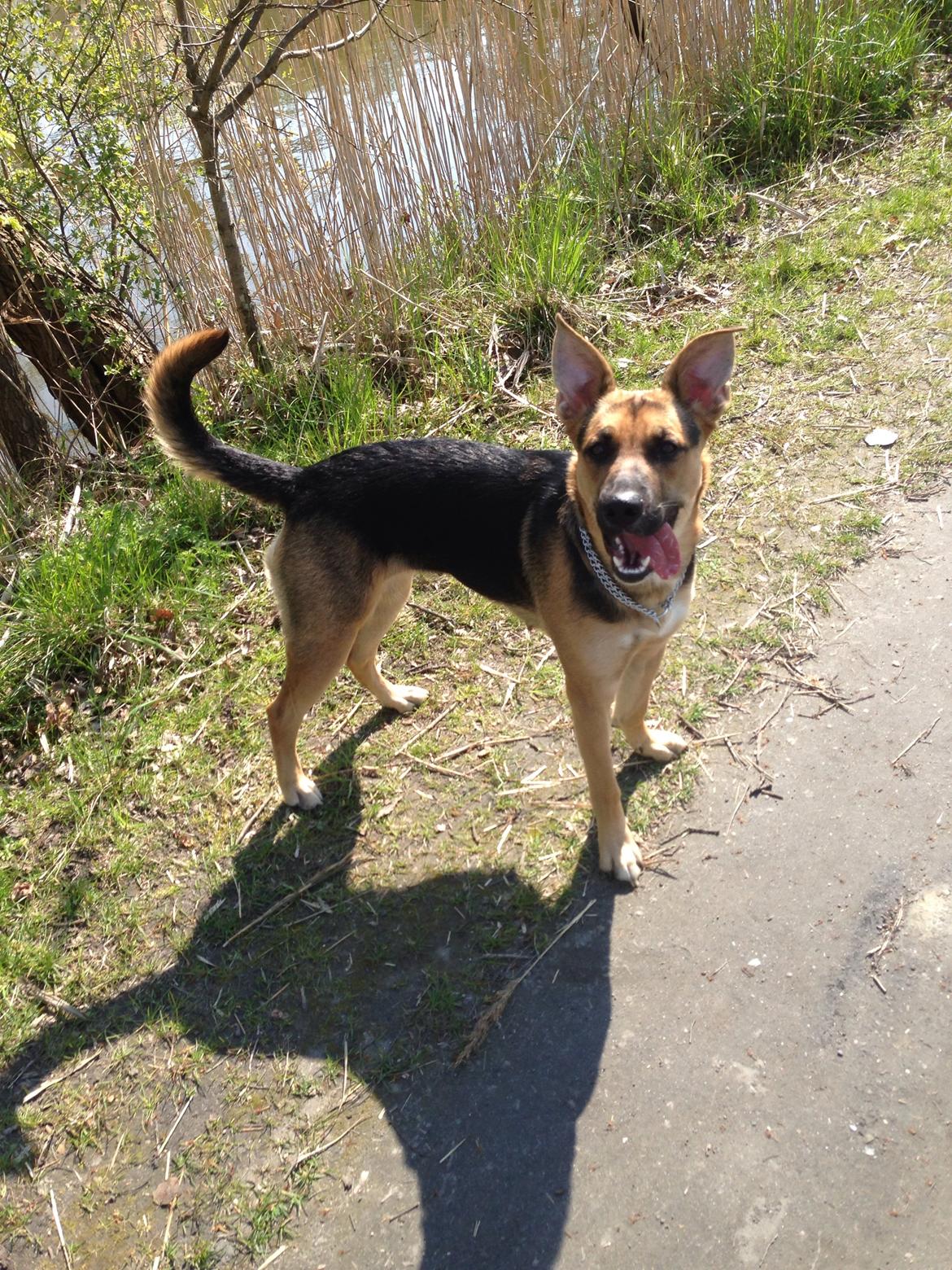 Blanding af racer Candie schæfer bland. billede 18