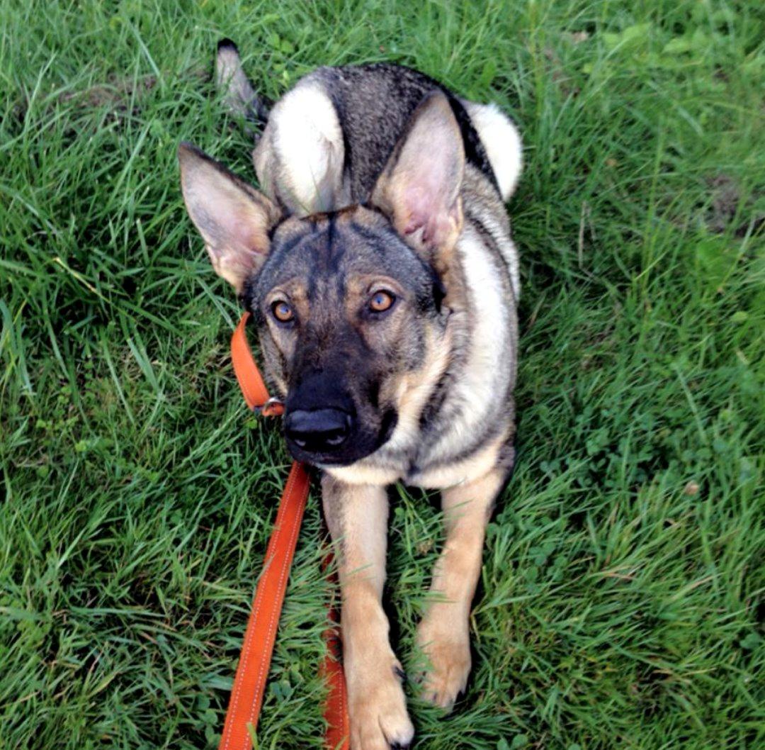 Schæferhund Team Englund`s Cookie billede 4