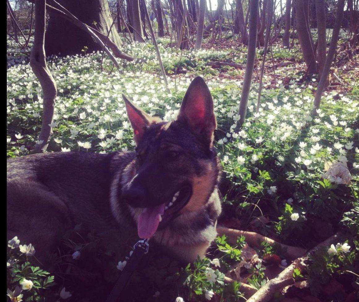 Schæferhund Team Englund`s Cookie billede 9