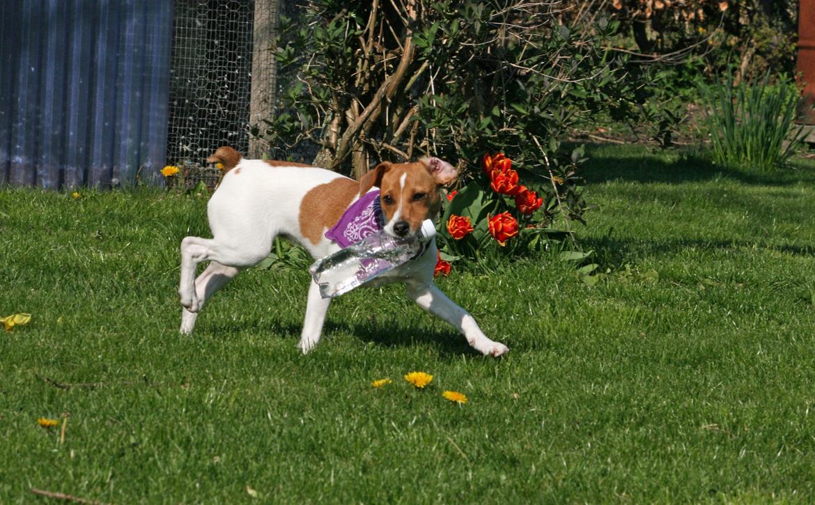 Dansk svensk gaardhund Sørøver Zallie - påske 2014. husk vand til hunden. billede 27