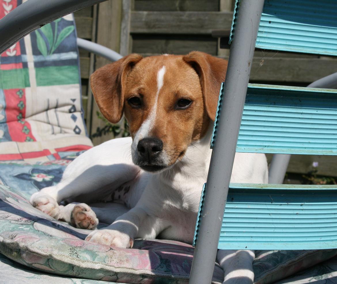 Dansk svensk gaardhund Sørøver Zallie - påske 2014. sommerdag i havestolen. billede 28