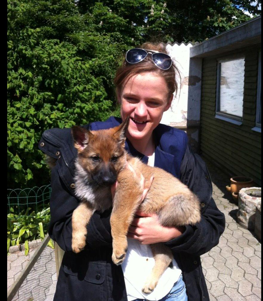 Schæferhund Team Englund`s Cookie billede 10