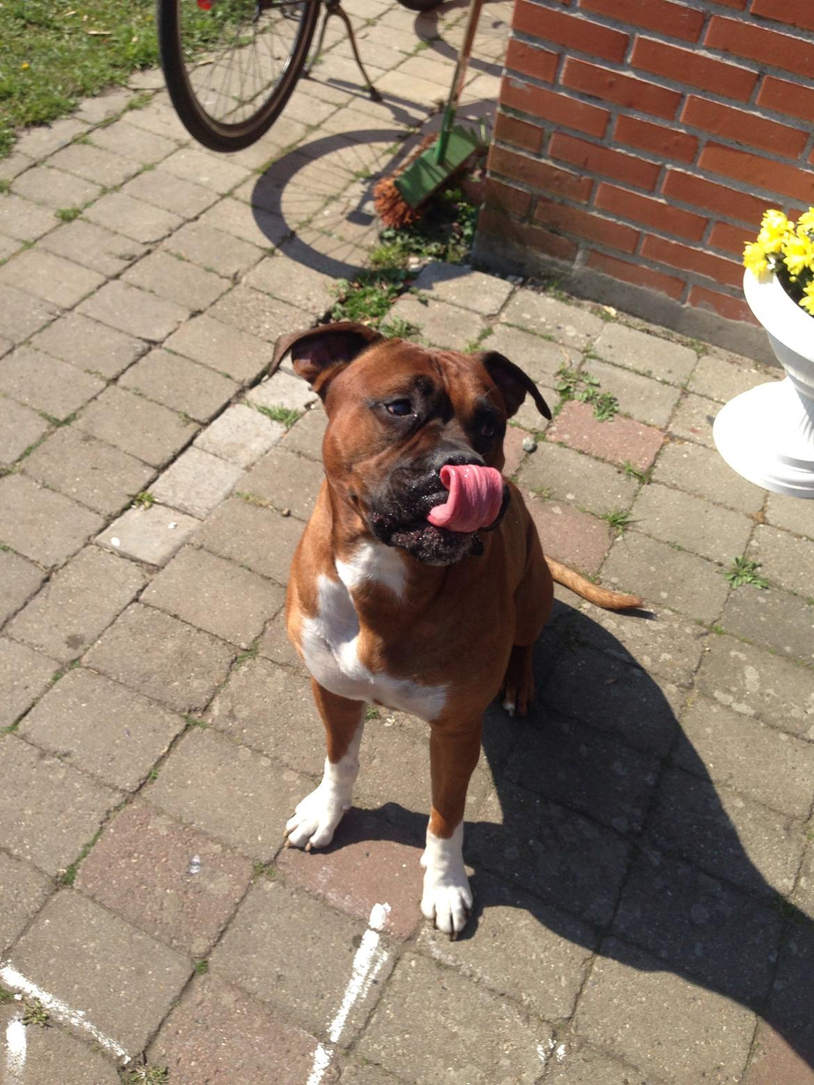 Blanding af racer Cato boxer/amstaff billede 17